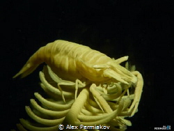 Yellow crinoid shrimp. by Alex Permiakov 